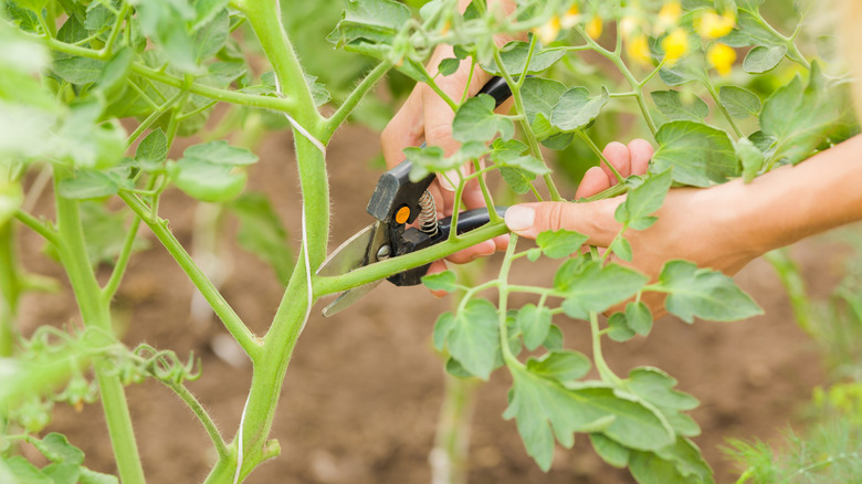 Someone holding a pair of pruning shears and preparing to cut a limb off of a tomato plant