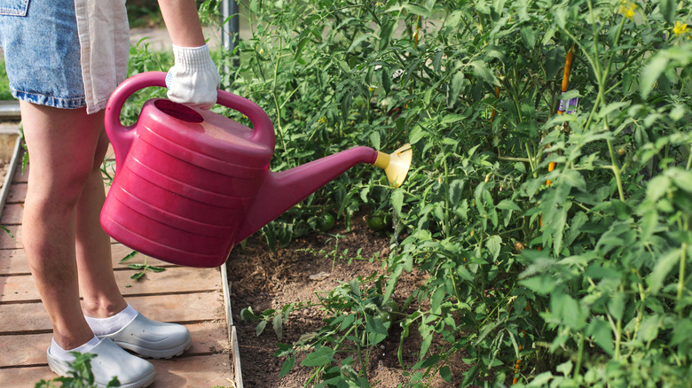 A person holding a vibrant purple watering can near tomato plants in dry Earth