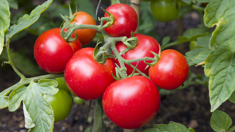 Beautiful ripe red tomatoes on the vine surrounded by other plants with green tomatoes