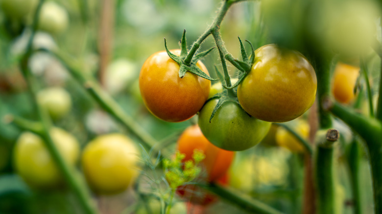 A close-up of numerous under-ripened tomatoes still on the vine