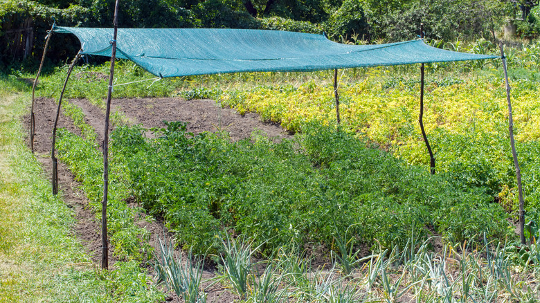 A shade curtain that has been placed over a large vegetable garden in a field
