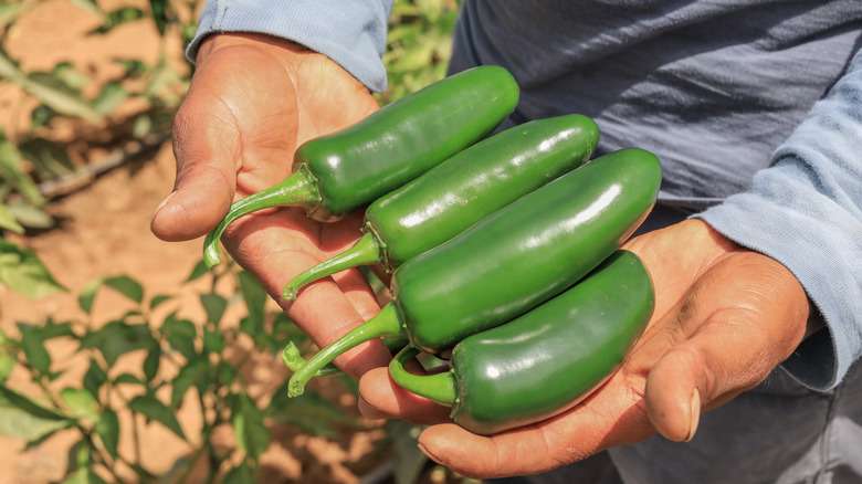 A close-up of a person's hands holding four large green jalapeños.