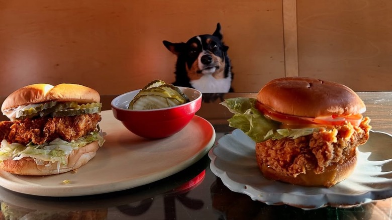 Chicken sandwiches and dog