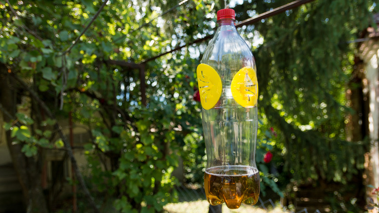 A wasp trap shown hanging with funnels cut into a regular plastic bottle
