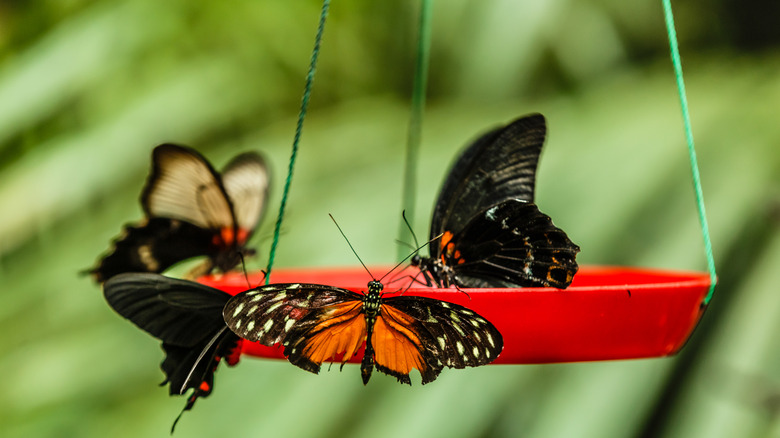 Several butterflies crowding around a hung shallow tray in a garden