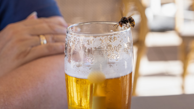 A wasp shown on the rim of a beer glass, hinting at one of the possible garden uses for beer