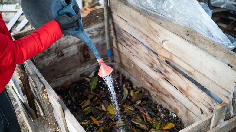 A person shown pouring water into a compost heap to increase its moisture content