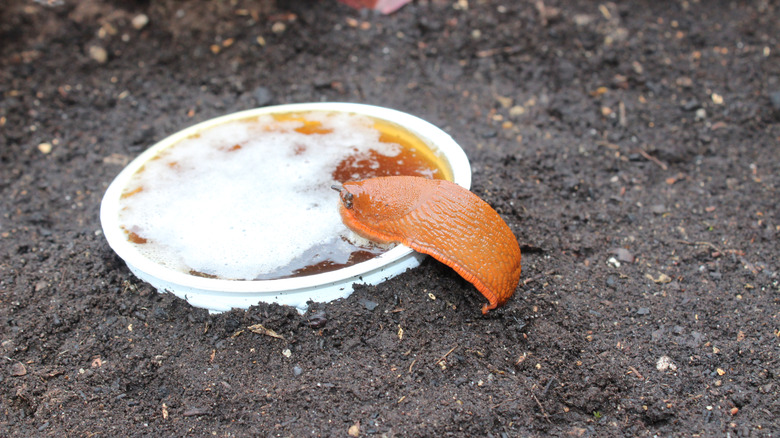 A slug seen crawling into a beer trap that is surrounded by moist soil