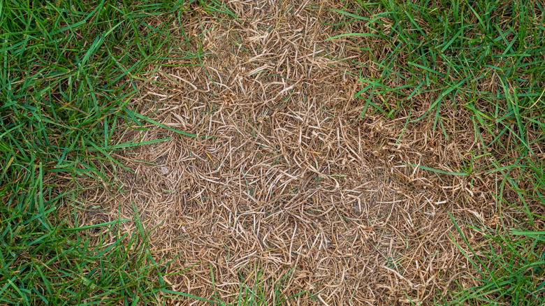 An overhead shot of a bare lawn patch that requires attention