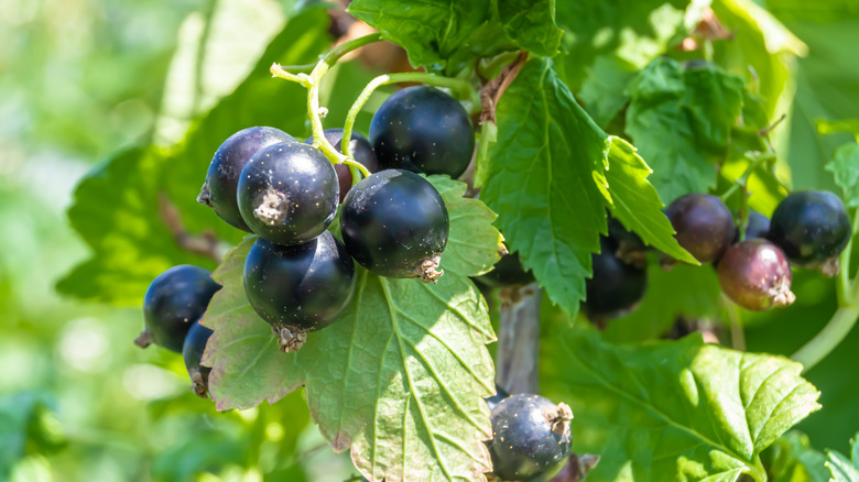 Blackcurrant berries on a branch