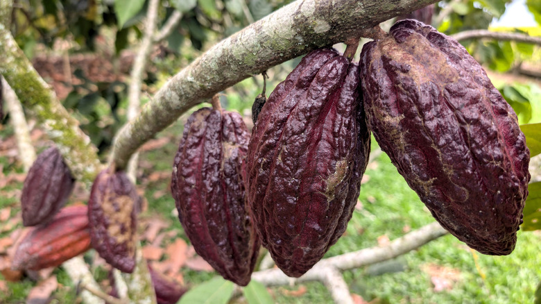 Cacao pods on tree at cocoa farm
