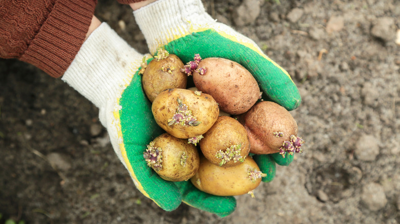 Person holding sprouted potatoes