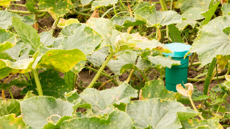 A green stake among cucumber plants
