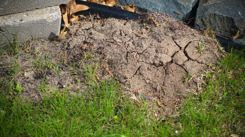 A mound of dirt and grass