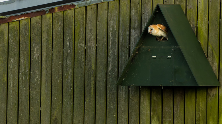 A triangle of wood with a barn owl peaking out