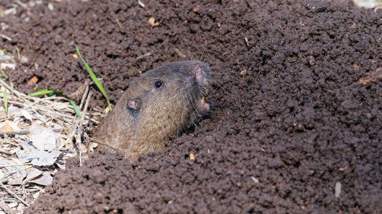 A gopher looking up through a pile of dirt