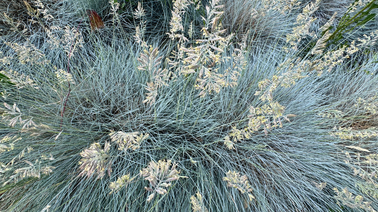 A plant with long thin strands like grass
