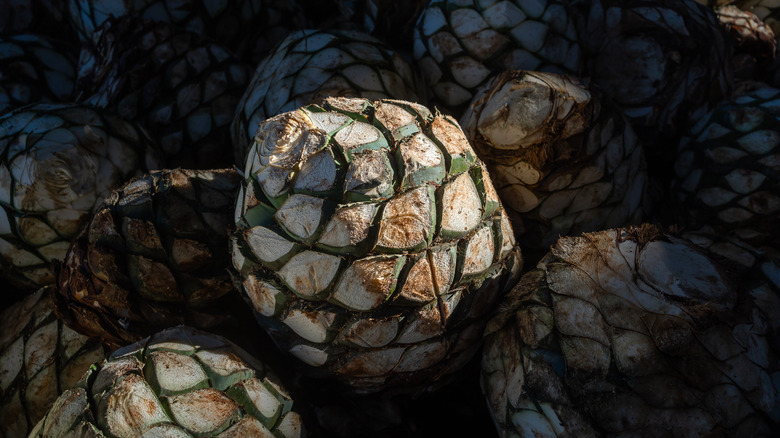 Pile of agave piñas for tequila production