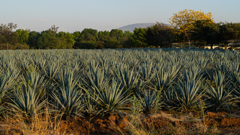 A field of Blue Weber agave