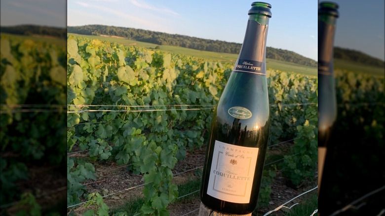 bottle of champagne on wooden pole in vineyard