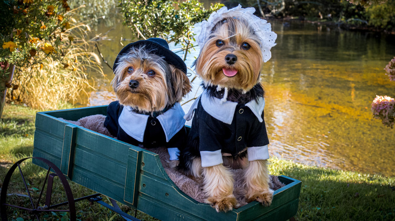 Two dogs dressed up like pilgrims by river