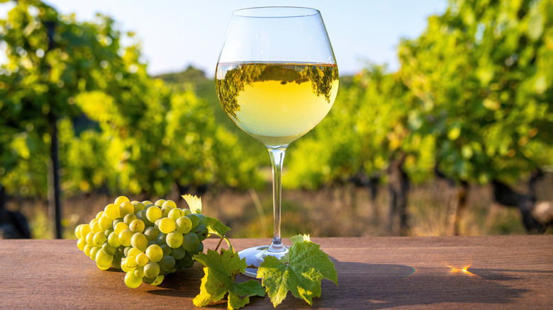 Wine glass with white Bordeaux in vineyard