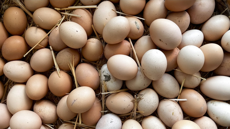 A large collection of eggs sat in straw, with some being visibly dirty
