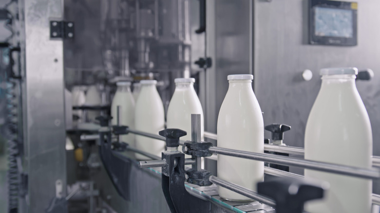 Glass bottles of milk are moving on a conveyor belt inside a dairy factory, showcasing the automated process of milk packaging and production