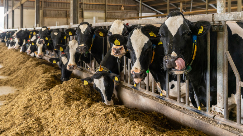 Dairy cows standing in a modern barn, feeding on silage. Marked with yellow ear tags for identification.