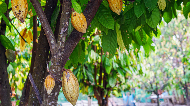 Ripe yellow cacao pods hanging on a tree
