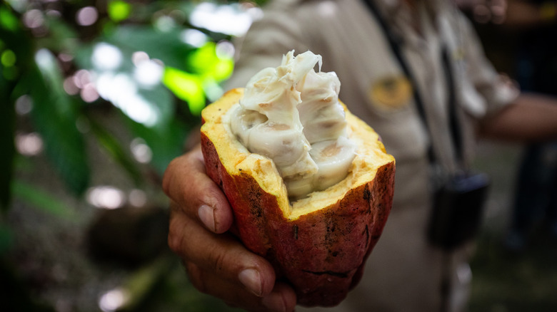 Farmer holding a freshly opened cacao pod