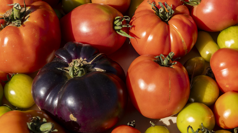 A variety of tomatoes, including some purple ones, are displayed in a pile