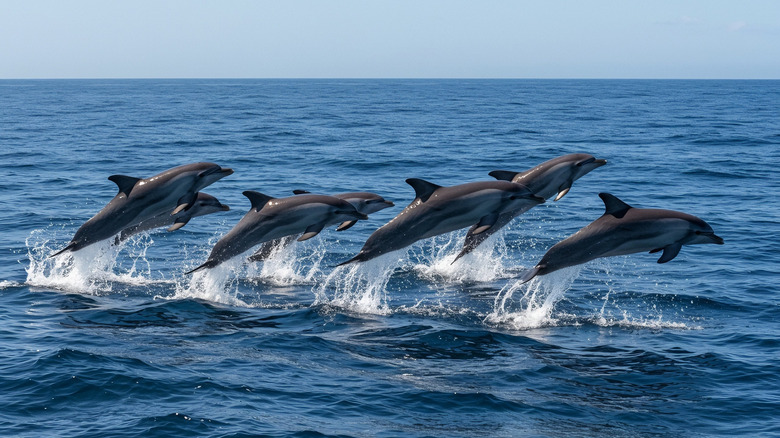 Pod of dolphins leaping out of the ocean