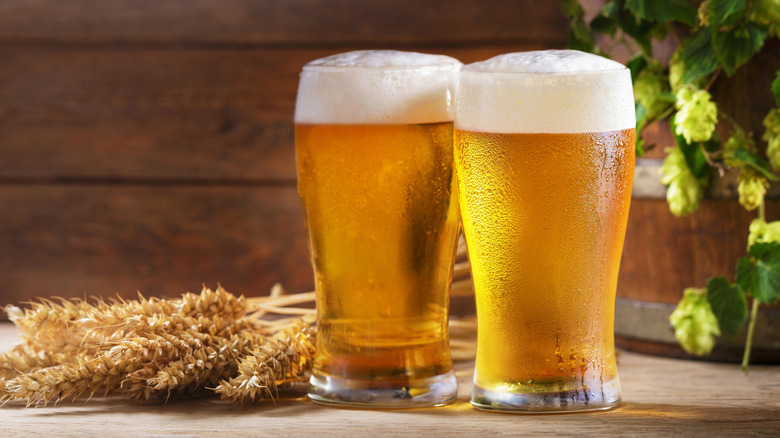 Glasses of beer with barley