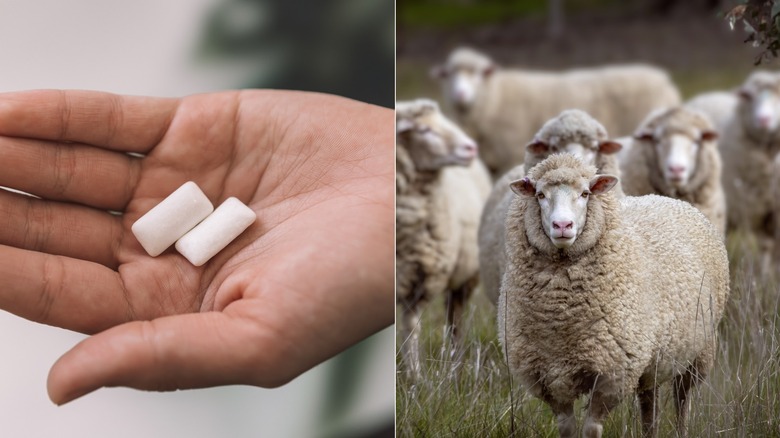 Hand holding two pieces of gum, a herd of sheep in a field