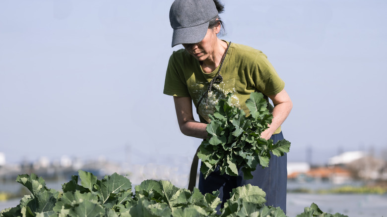 A farmer harvesting organic vegetables.