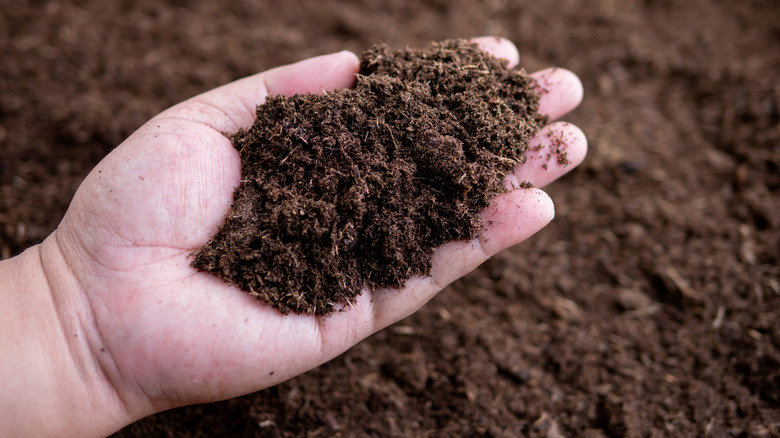 A close up of a person holding what looks to be nutrient-rich soil