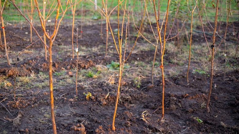 Rows of young fruit trees planted before they've become established