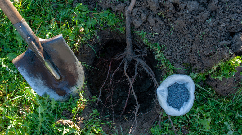 An overhead shot showing the root system of a young bare root fruit tree