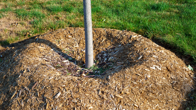 A close up of a base of a young tree, showing it surrounded by a heavy layer of mulch