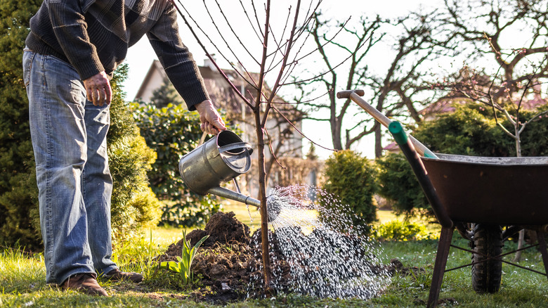 A gardener shown watering the base of a young fruit tree