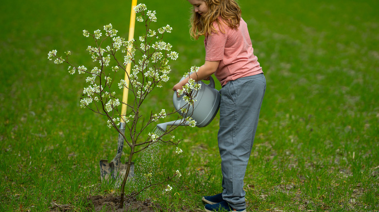 A young child shown watering a young fruit tree at the base