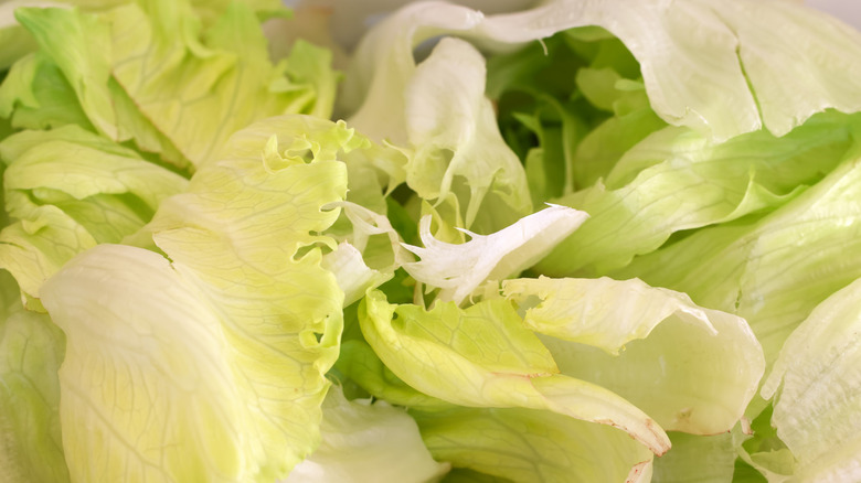 Close-up of iceberg lettuce leaves