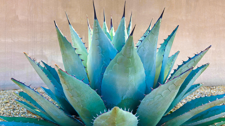 Spiky blue agave plant on tan background