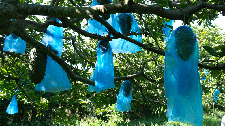 Soursop tree with fruit covered in blue bags