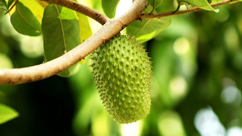 Soursop hanging from tree branch