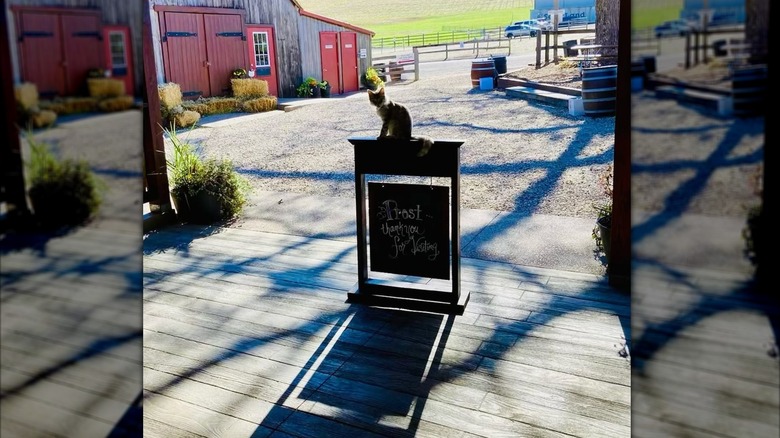Cat sitting on sign with the writing, "Prost - thank you for visiting" at winery