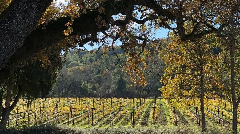 Large tree overhanging vineyard