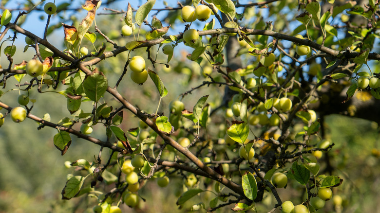 A tree full of unripe, green apples