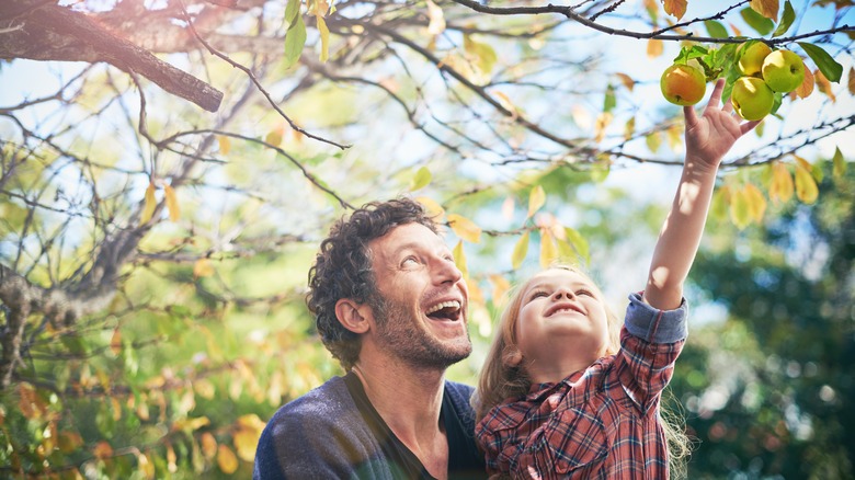 A man holds up his young daughter so she can pluck an apple from a tree